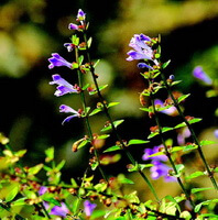 Scutellaria barbata Don.:plante à fleurs