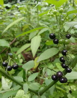 Solanum nigrum L.:frugt