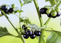 Solanum nigrum L.:Fruchtpflanze