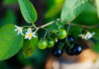 Solanum nigrum L.:blühende Pflanze