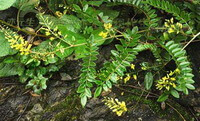 Sophora tonkinensis Gapnep..:pianta in fiore