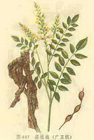 Sophora tonkinensis Gapnep.:tegning af plante og urter