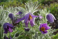 blomstrende planter af Pulsatilla chinensis Bunge Regel. med lilla hængende blomster