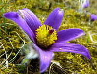 en lilla blomst af Pulsatilla chinensis Bunge Regel.