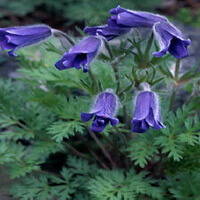 Blomstrende planter af Pulsatilla turczaninovii Kryl.et Serg. med blåviolette hængende blomster