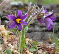 flere blomstrende planter af Pulsatilla vulgaris Miller. med lilla blomster