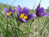 blomstrende planter af Pulsatilla vulgaris Miller med tre lilla blomster