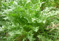 Taraxacum brassicaefolium Kitag.:blühende Pflanze