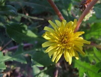 Taraxacum erpyhropodium kitag.:pianta in fiore