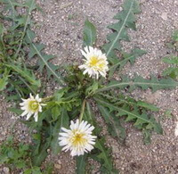 Taraxacum leucanthum Ledeb.:blomstrende plante