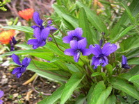 Viola yedoensis Makino.:blomstrende plante