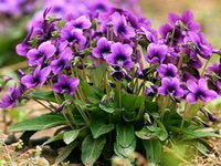Viola yedoensis Makino.:blühende Pflanzen im Cluster