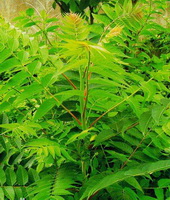 Ailanthus altissima:frische blätter
