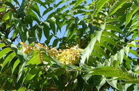 Ailanthus altissima Mill Swingle.:arbre en fleurs