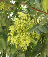 Ailanthus altissima Mill Swingle.:Samen auf Zweig