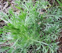 Artemisia capillaris Thunb:voksende plante