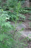 Artemisia scoparia Wadldst.et Kit.:plante en croissance