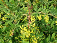 Berberis poiretii Schneid.:blomstrende træ