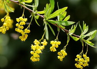 Berberis poiretii Schneid.:branche fleurie