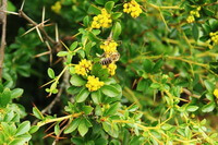 Berberis soulieana Schneid.:flowering shrub