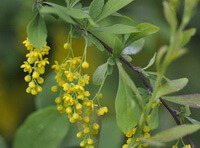 Berberis vernae Schneid.:blomstrende gren