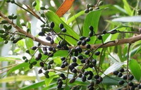 Brucea javanica L.Merr.: frugt, der vokser på grene