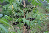 Brucea javanica L.Merr.:fruiting tree