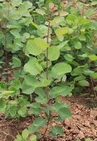 Cotinus coggygria:growing shrub