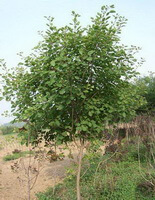 Cotinus coggygria:albero in crescita