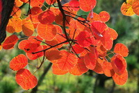 Cotinus coggygria:smoketree leaves