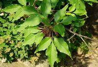 Fraxinus rhynchophylla Hance.: Zweig und Blätter