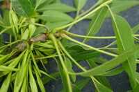 Fraxinus szaboana Lingelsh.:foglie e semi