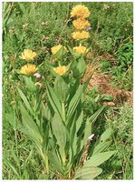 Gentiana:flowering plant