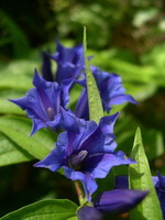 Gentiana manshurica Kitag.:plante à fleurs