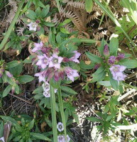 Gentiana rigescens Franch.:flowering plants