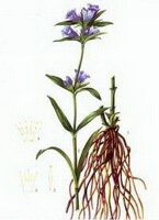 Gentiana scabra Bge.:dessin de plante et d herbe
