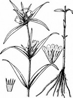 Gentiana triflora Pall.:Zeichnung von Pflanze und Kraut