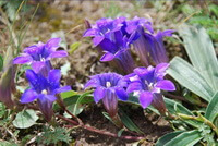 Gentiana triflora Pall.:Blumen