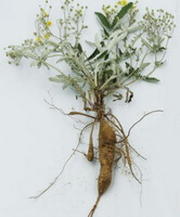 Herba Potentillae Discoloris:photo d herbes fraîches