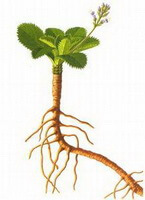 Picrorhiza scrophulariiflora Pennell:disegno di pianta con radice