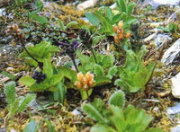 Picrorhiza scrophulariiflora Pennell: blomstrende planter