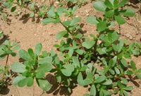Portulaca oleracea L.:plante en croissance