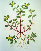 Portulaca oleracea L.:tegning af plante