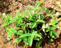 Potentilla discolor Bge.:growing plants