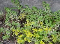 Sedum sarmentosum Bunge: voksende plante