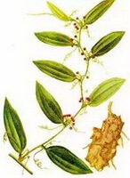 Smilax glabra roxb.: tegning af plante og urter