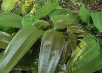 Smilax lanceaefolia Roxb.var.opaca A.DC.:wachsende Pflanze