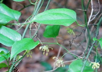 Smilax lanceaefolia Roxb.var.opaca A.DC.:plante en croissance