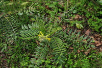 Sophora flavescens Ait.:flowering plant