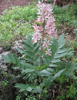 Dictamnus dasycarpus Turcz: blühende Pflanze